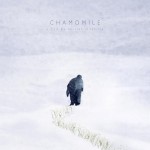 chamomile